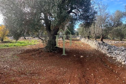 Terra a Carovigno, Brindisi, Carovigno - € 30.000 | Ref: Terreno Prete - foto 9